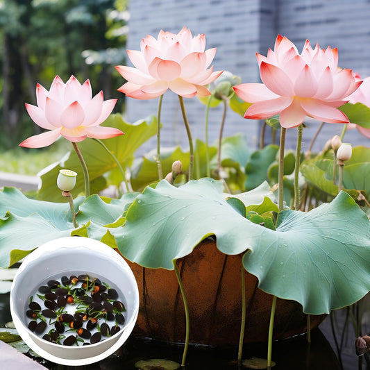 Mixed Color Lotus Seeds for Planting